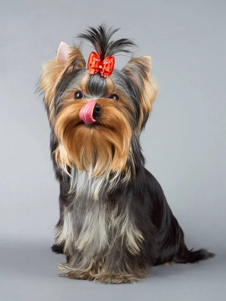 Lizanie yorkshire terrier — Zdjęcie stockowe