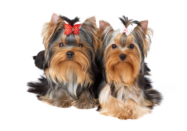 Két aranyos kutya Stock Kép