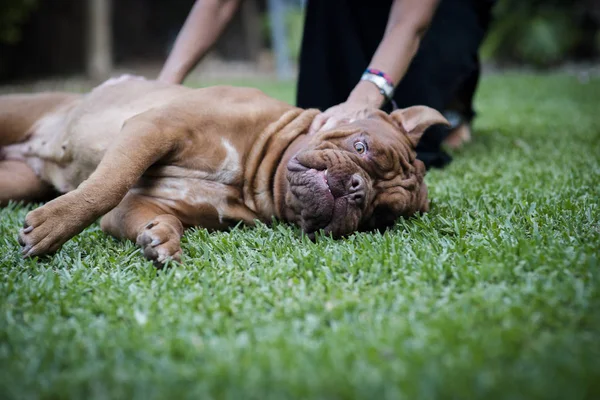 Raça Bonito Cão Marrom Com Fundo Verde Embaçado Dogue Bordeaux — Fotografia de Stock
