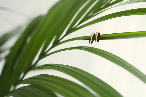 Wedding rings hanging on a beautiful green leaf — Stock Photo, Image
