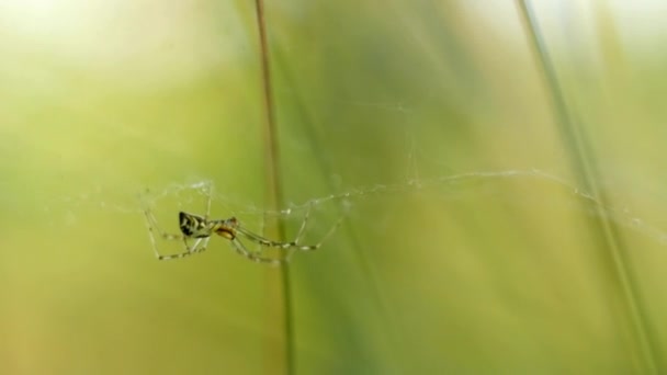 春天森林里的野蜘蛛在风中摇曳 Fullhd Fps — 图库视频影像
