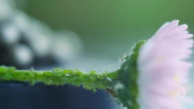 Döngü. Yaprak biti Çiçek yerim