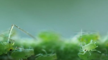 Arama daha iyi yer yaprak biti