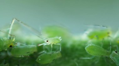 Yürüyen küçük yaprak biti