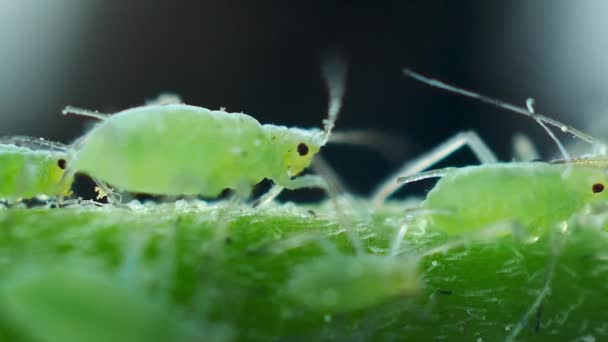 Blattläuse wackeln mit Schnurrbart — Stockvideo