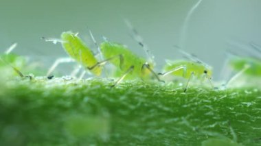 Yaprak biti salgılamak damla