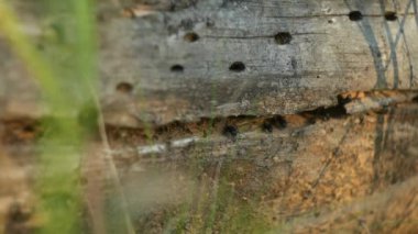 Karınca yuvası düşmüş ağaç içinde. Yaz sakin orman. FullHD. 50 fps