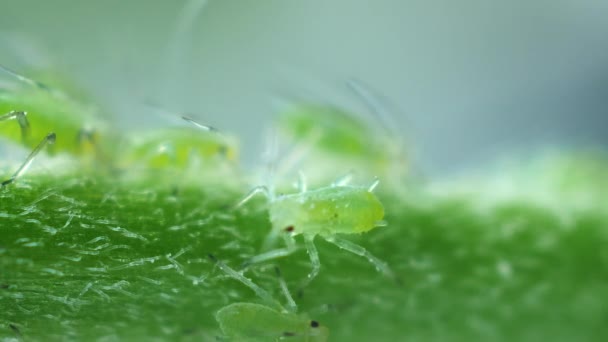 Aphid is walking on sunny day