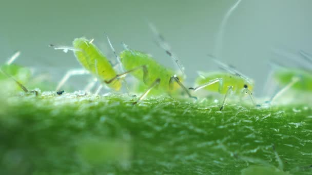 Aphid mengeluarkan tetesan — Stok Video