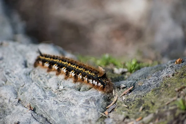 Caterpillar — Stock Fotó