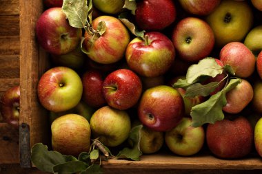 Tahta bir sandık içinde elma hasat