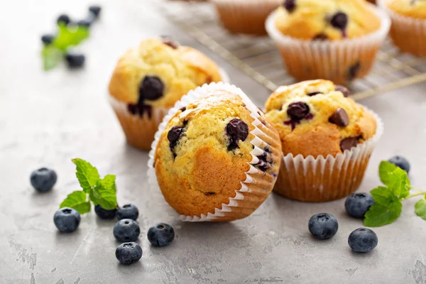Chocolate chip and blueberry muffins — Stock Photo, Image