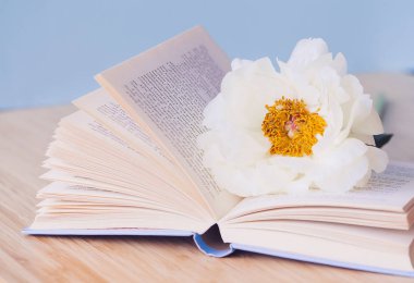 Şakayık Çiçeği ve mavi arka plan üzerine açık mavi kitap