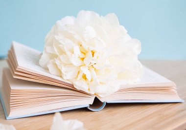 Şakayık Çiçeği ve mavi arka plan üzerine açık mavi kitap