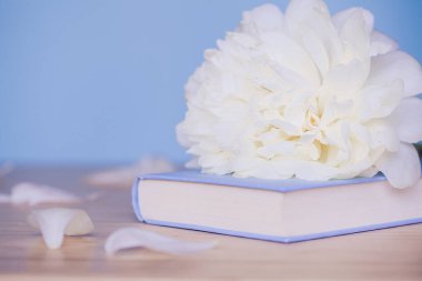 Şakayık Çiçeği ve mavi arka plan üzerine açık mavi kitap