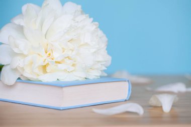 Şakayık Çiçeği ve mavi arka plan üzerine açık mavi kitap