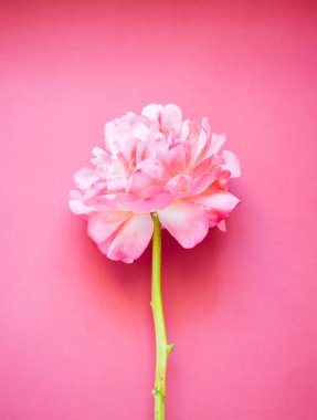 Koyu pembe arka plan üzerinde pembe şakayık, yakın çekim