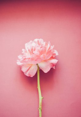 Koyu pembe arka plan üzerinde pembe şakayık, yakın çekim