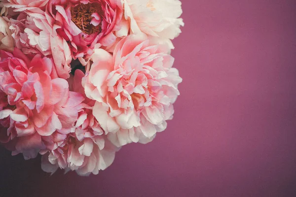 Primer Plano Peonía Rosa Sobre Fondo Rosa Oscuro —  Fotos de Stock