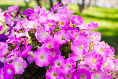 Güzel pembe Petunya (Petunya boş) Bahçe yumuşak odak çiçekler.
