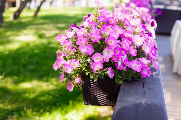 Güzel pembe Petunya (Petunya boş) Bahçe yumuşak odak çiçekler.