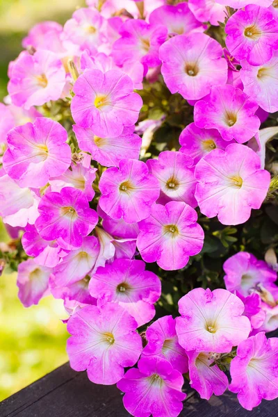 Güzel pembe Petunya (Petunya boş) Bahçe yumuşak odak çiçekler.