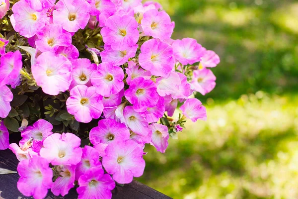 Güzel pembe Petunya (Petunya boş) Bahçe yumuşak odak çiçekler.