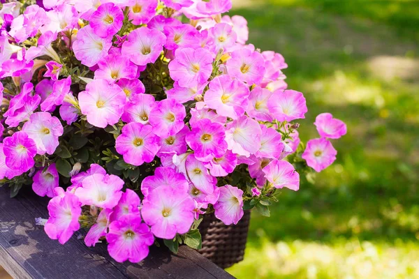Güzel pembe Petunya (Petunya boş) Bahçe yumuşak odak çiçekler.