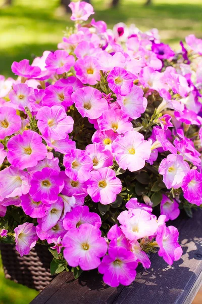 Güzel pembe Petunya (Petunya boş) Bahçe yumuşak odak çiçekler.