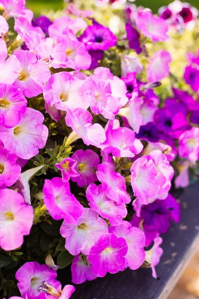 Güzel pembe Petunya (Petunya boş) Bahçe yumuşak odak çiçekler.