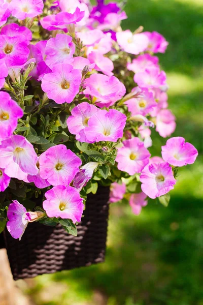Güzel pembe Petunya (Petunya boş) Bahçe yumuşak odak çiçekler.