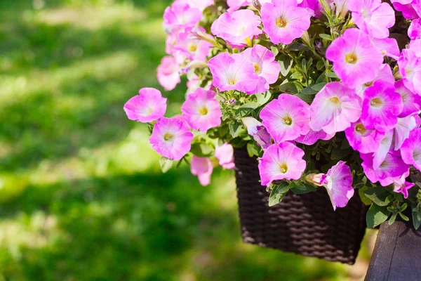 Güzel pembe Petunya (Petunya boş) Bahçe yumuşak odak çiçekler.