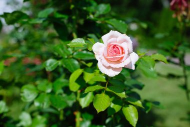 Pembe gül bahçesinde Close-up. Doğada güzellik