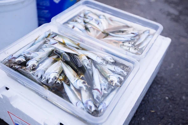 Caught Fishes Fishing Equipments Galata Bridge Istanbul — Stock Photo, Image