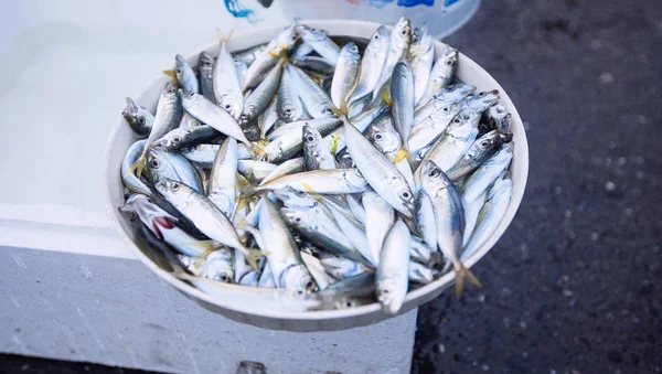 Peixes Capturados Equipamentos Pesca Ponte Galata Istambul — Fotografia de Stock