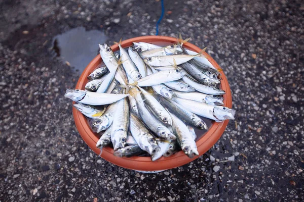 Balık Balıkçılık Deniz Malzemeleri Istanbul Galata Köprüsü Üzerinde Yakaladı — Stok fotoğraf