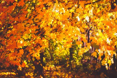 Arka plan güneşli bir günde parkta yaprak