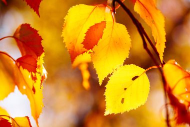 Arka plan güneşli bir günde parkta yaprak