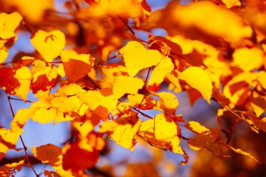 Arka plan güneşli bir günde parkta yaprak