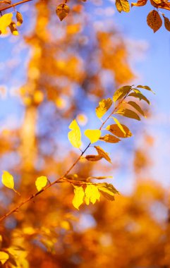 Arka plan güneşli bir günde parkta yaprak