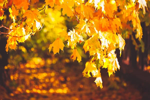 Otoño Deja Fondo Día Soleado Parque — Foto de Stock