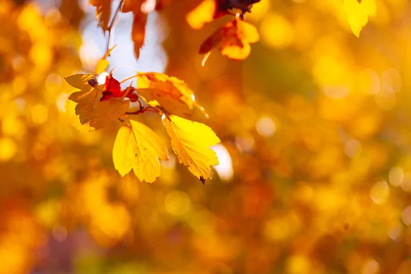 Automne Laisse Fond Dans Journée Ensoleillée Dans Parc — Photo