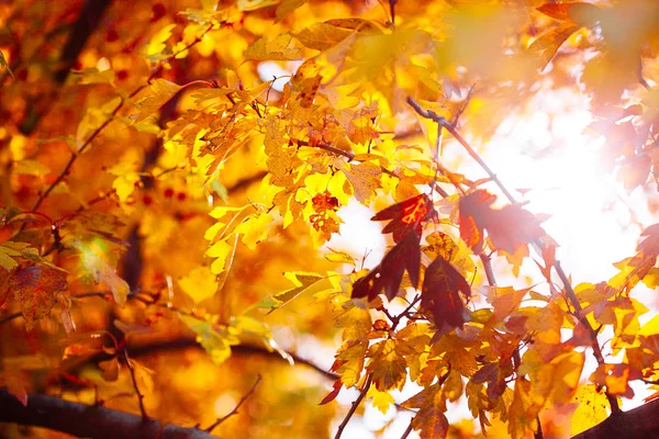 Jesienne Liście Tło Słoneczny Dzień Parku — Zdjęcie stockowe