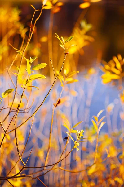 Otoño Deja Fondo Día Soleado Parque — Foto de Stock