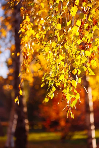 Otoño Deja Fondo Día Soleado Parque — Foto de Stock