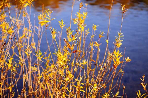 Automne Laisse Fond Dans Journée Ensoleillée Dans Parc — Photo