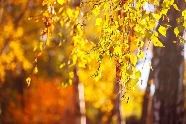 Podzimní Listí Pozadí Slunečný Den Parku — Stock fotografie