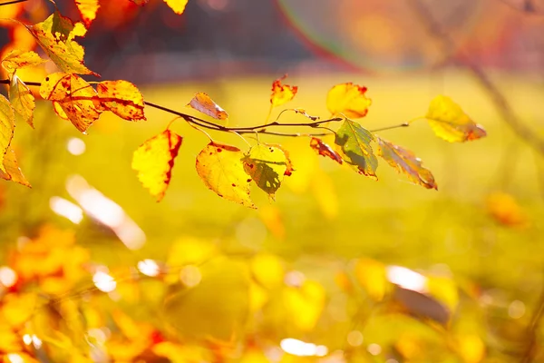 Automne Laisse Fond Dans Journée Ensoleillée Dans Parc — Photo