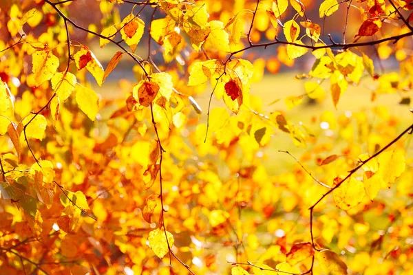 Automne Laisse Fond Dans Journée Ensoleillée Dans Parc — Photo