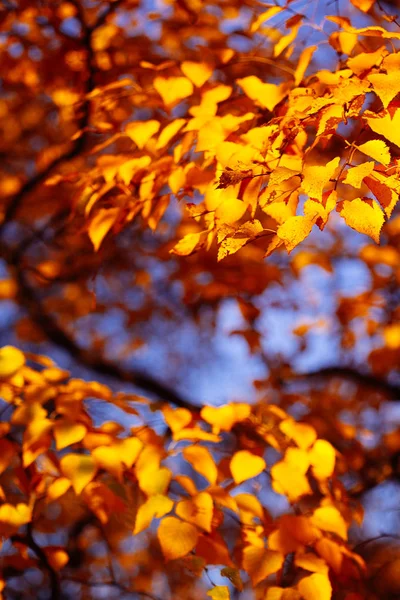 Podzimní Listí Pozadí Slunečný Den Parku — Stock fotografie